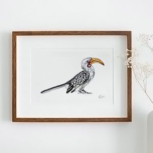 Yellow-billed hornbill
