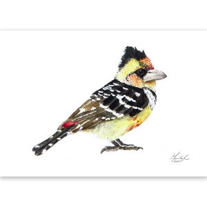 Crested barbet