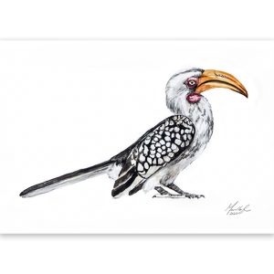 Yellow-billed hornbill