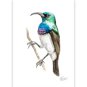White-bellied sunbird